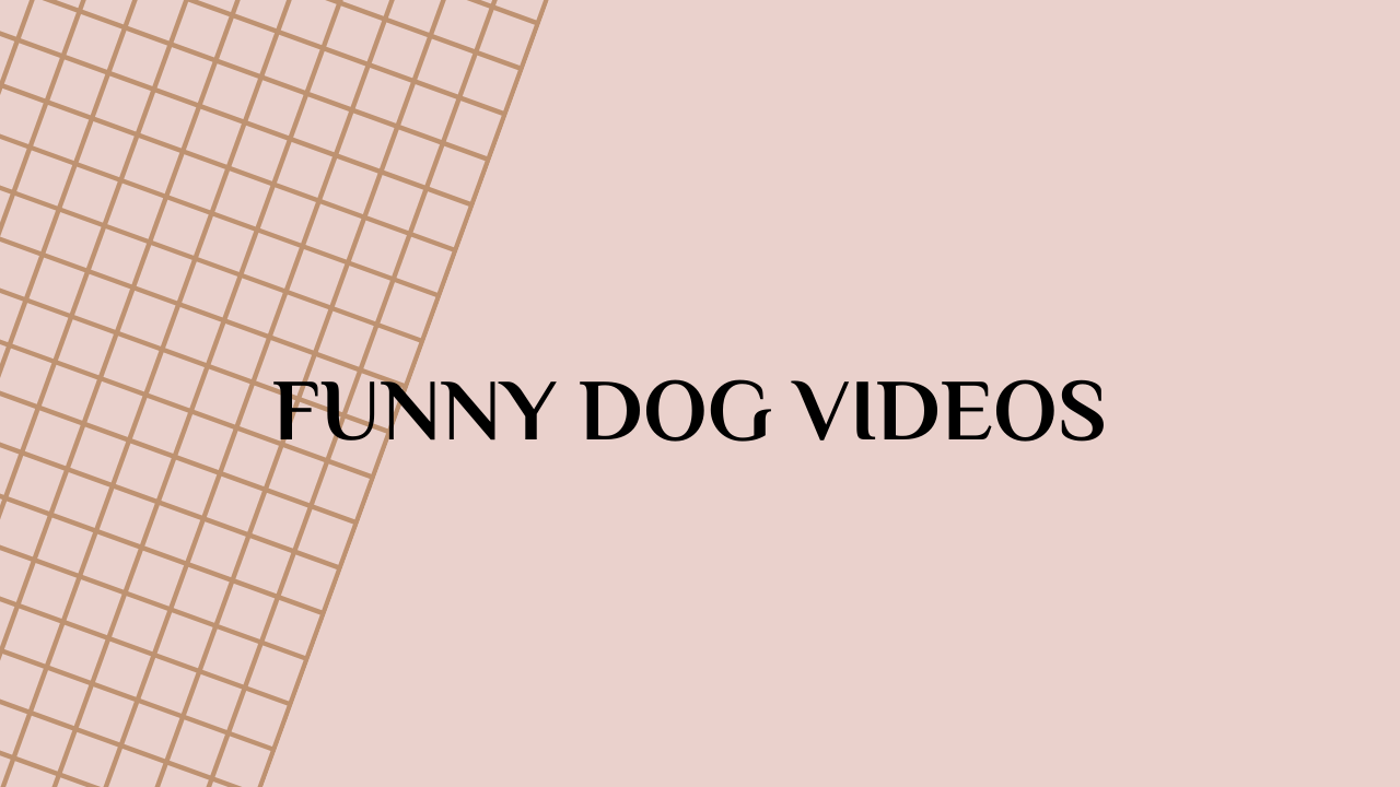 dog videos funny