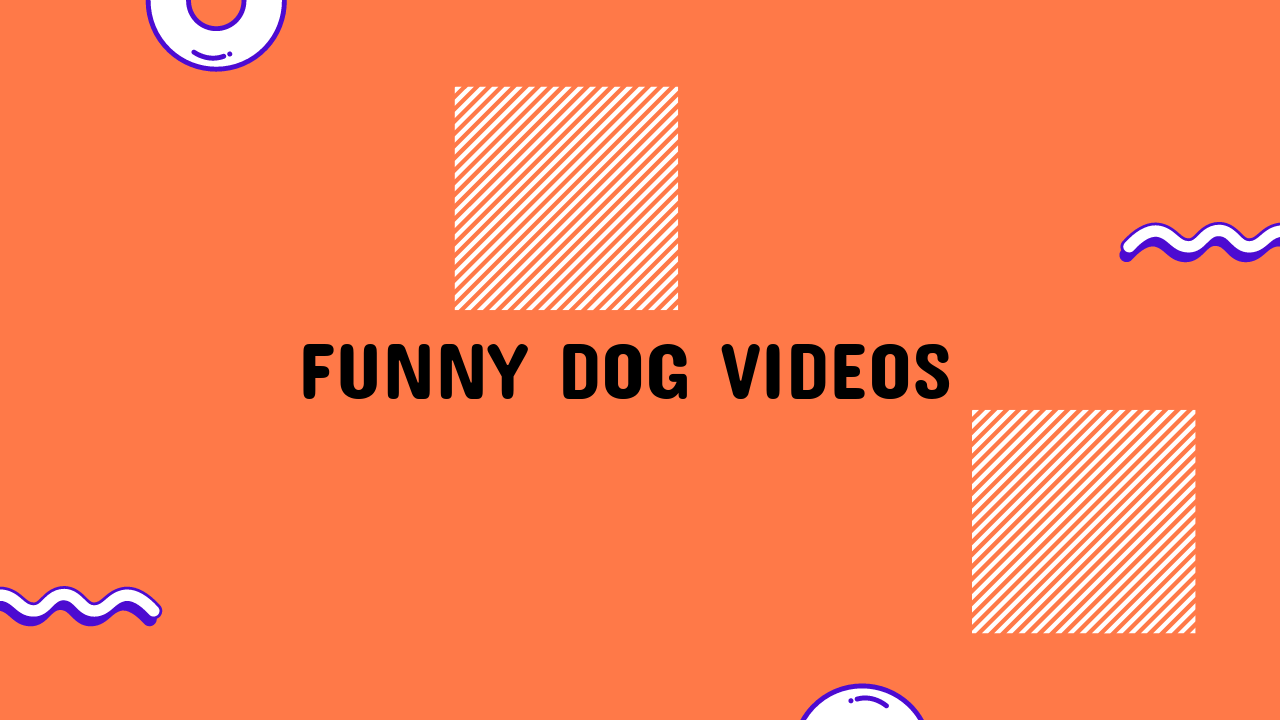 Funny Dog Videos