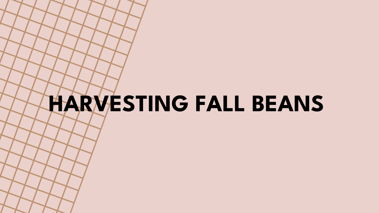 fall beans