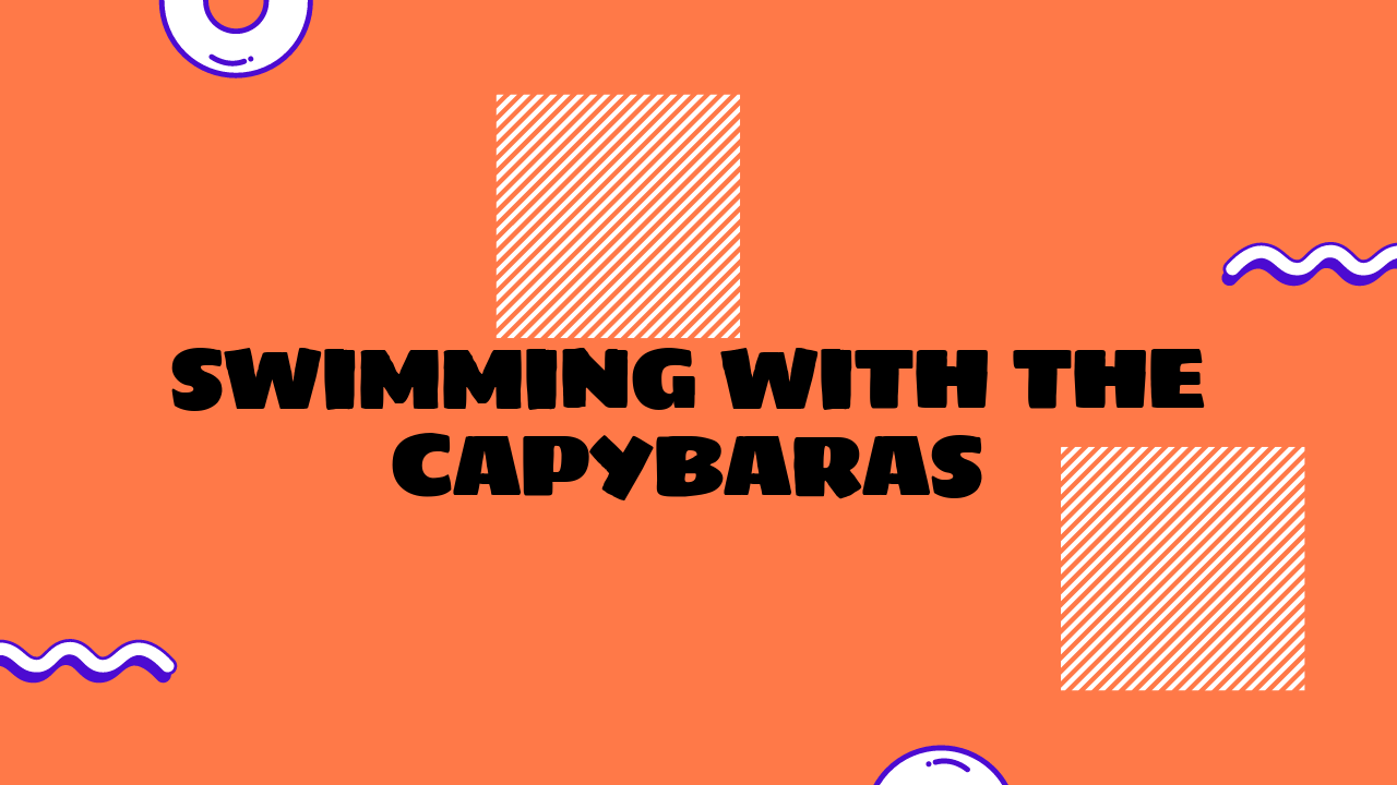 Swimming with the Capybaras