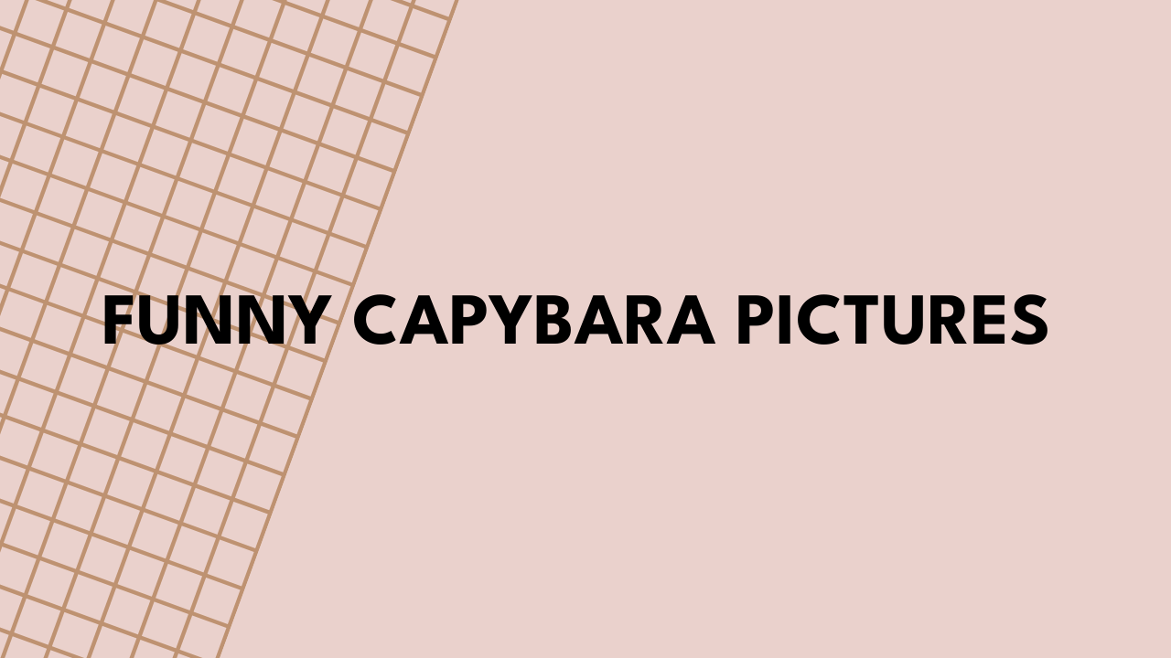 funny capybara pictures