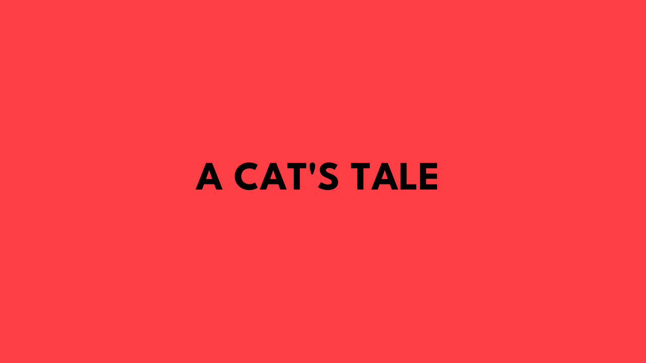 A Cat's Tale