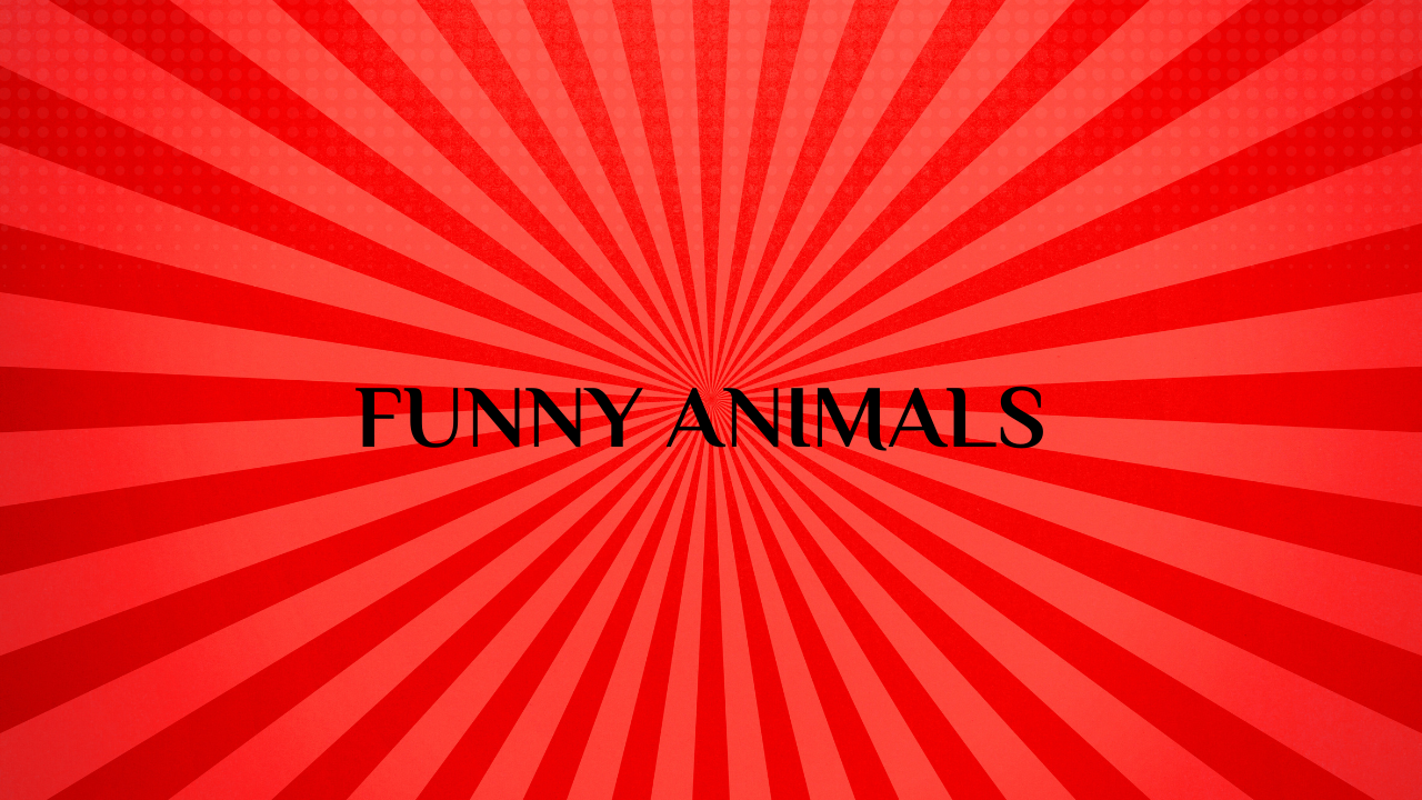 funny animal