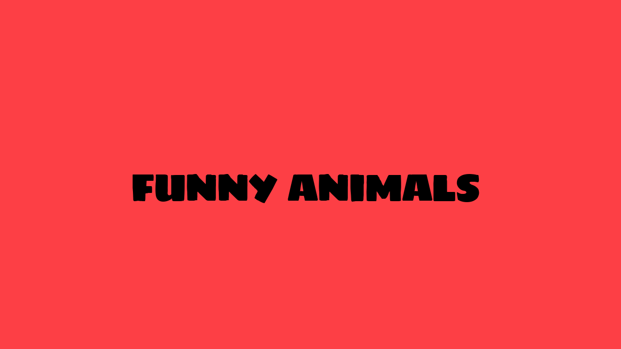 Funny Animals