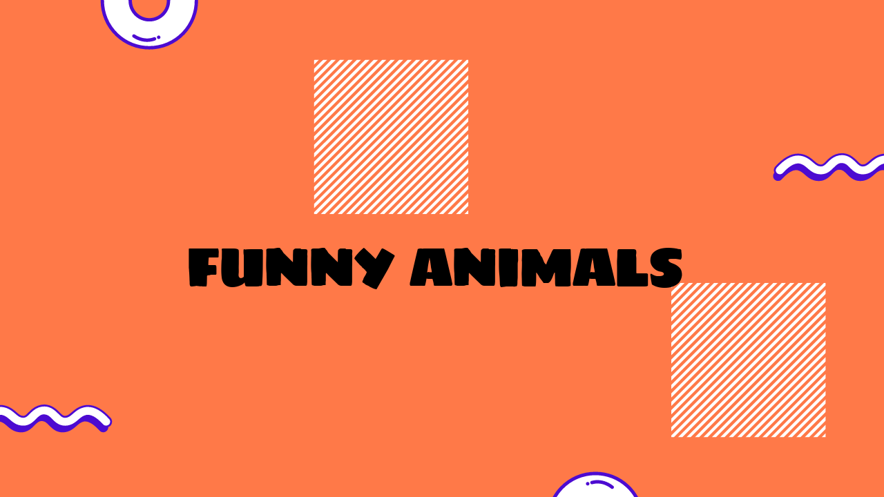 funny animals