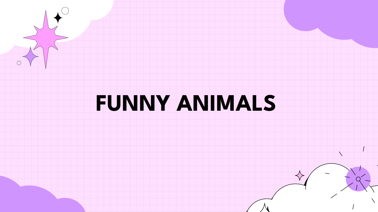 Funny Animals
