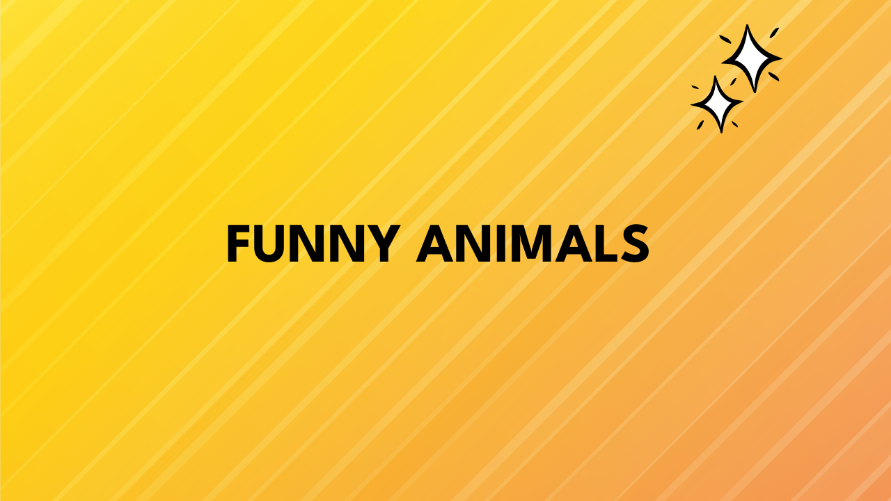funny animals