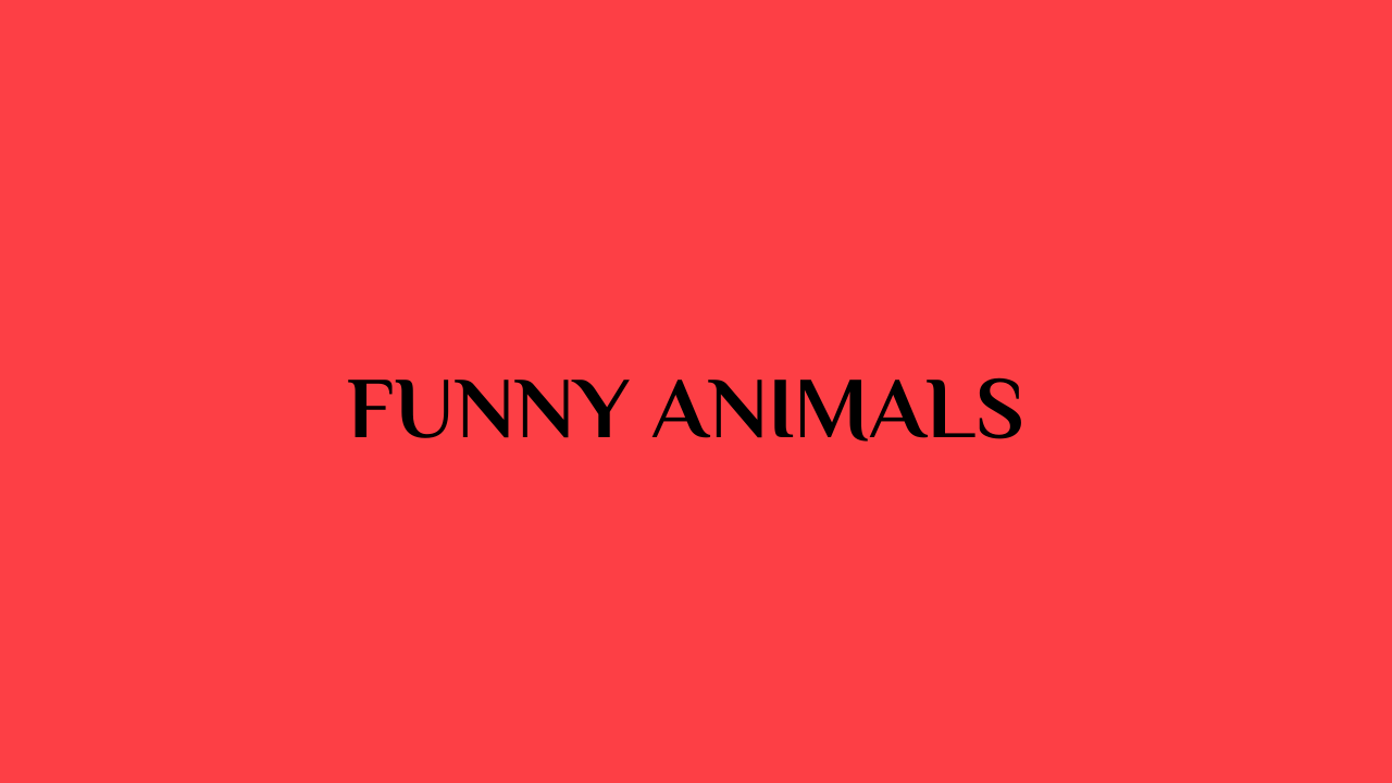 Funny Animals