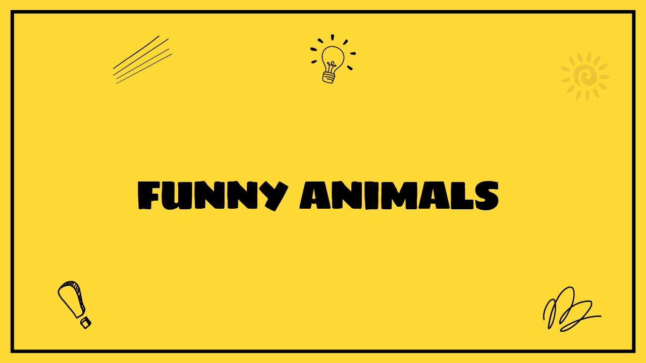 Funny Animals